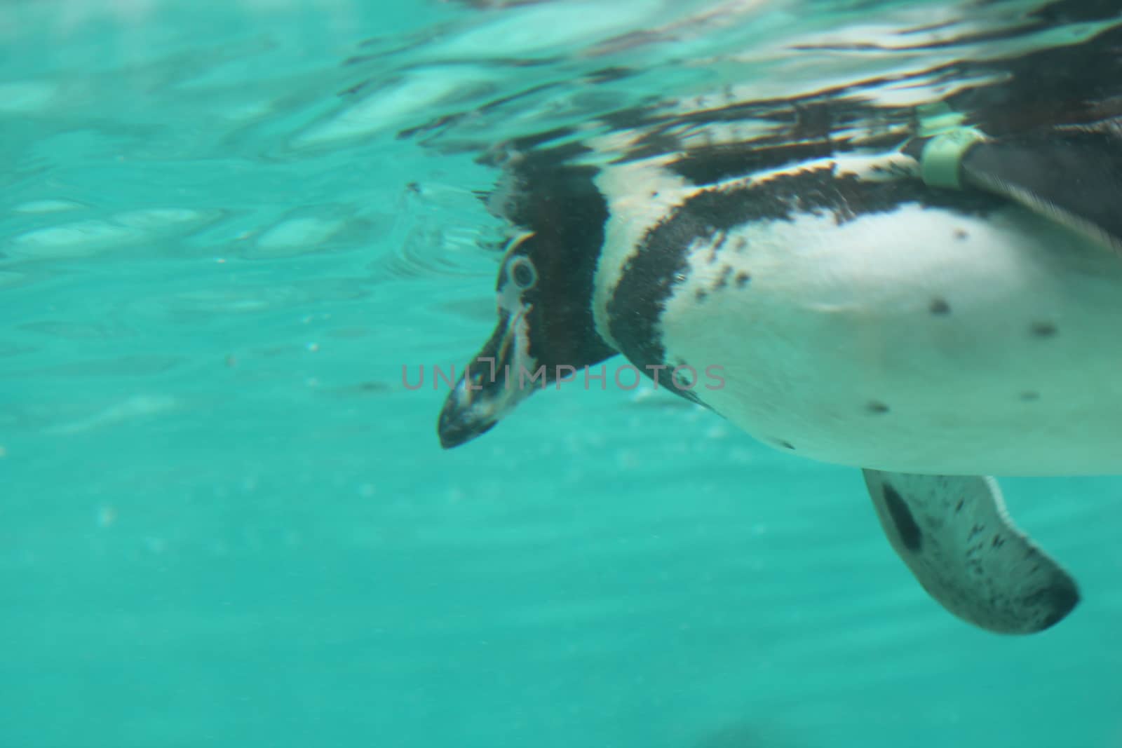 humbolt penguin swimming (Spheniscus humboldti) by cheekylorns