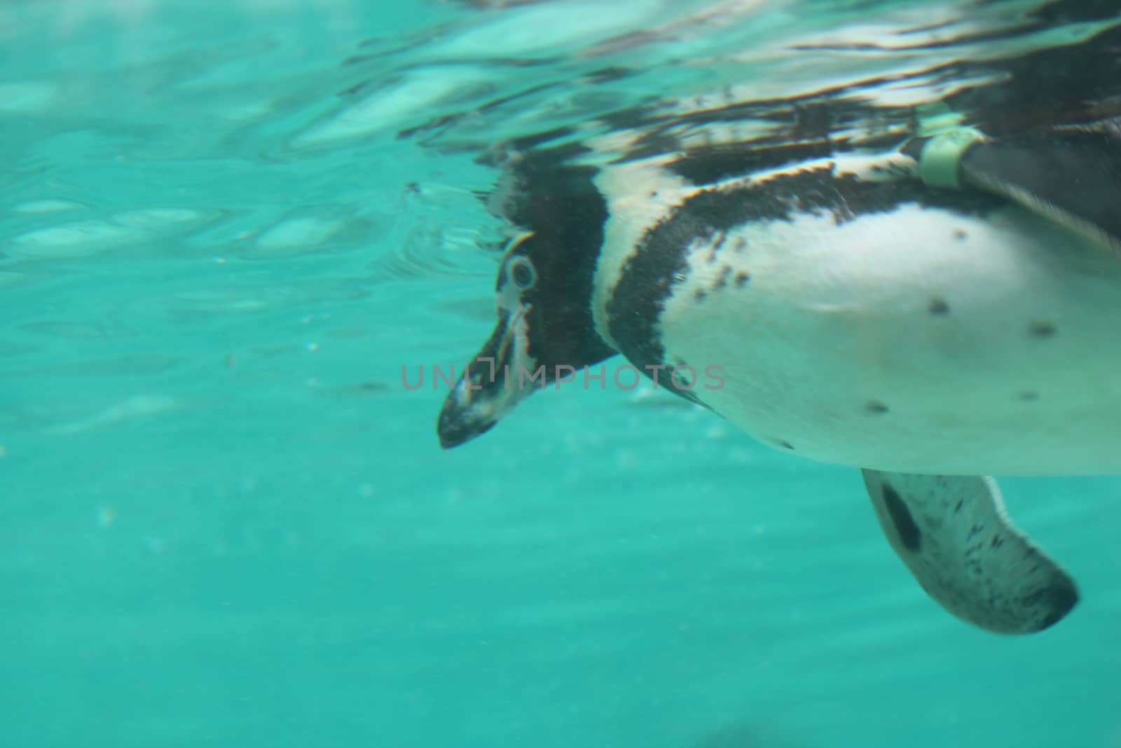 Humboldt Penguin (Spheniscus humboldti) swims