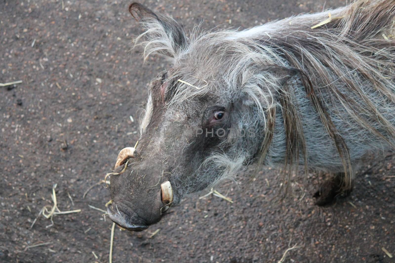 warthog from Africa with curved tusks by cheekylorns