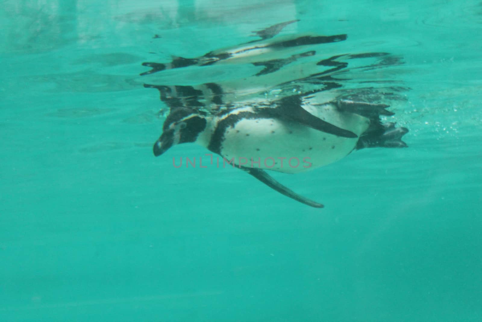 Humboldt Penguin (Spheniscus humboldti) swims