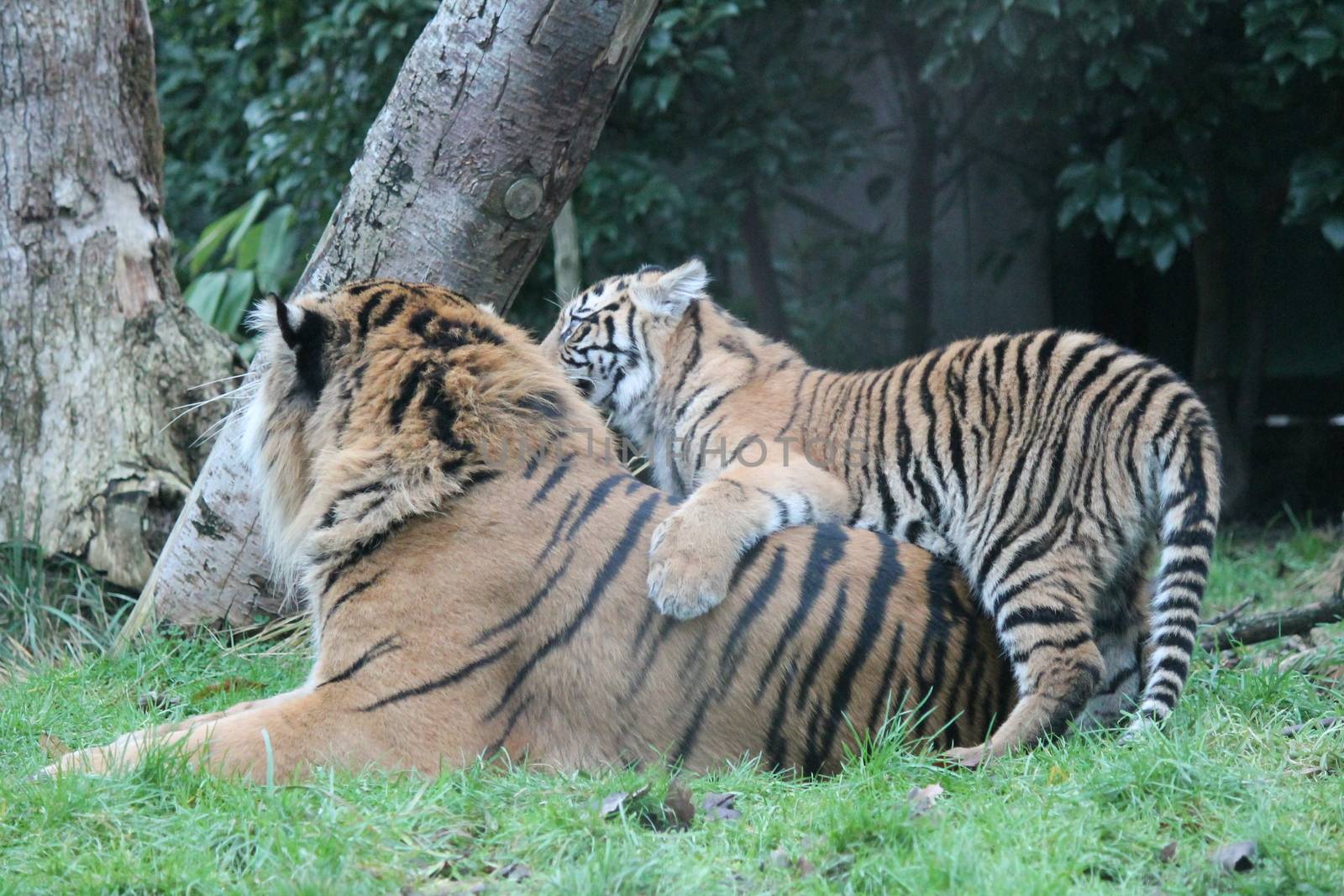 Sumatran Tiger rare and endagered by cheekylorns