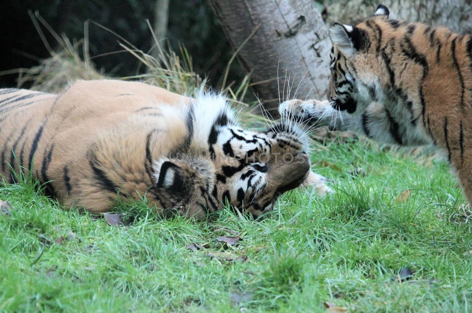 Sumatran Tiger rare and endagered cub playing by cheekylorns