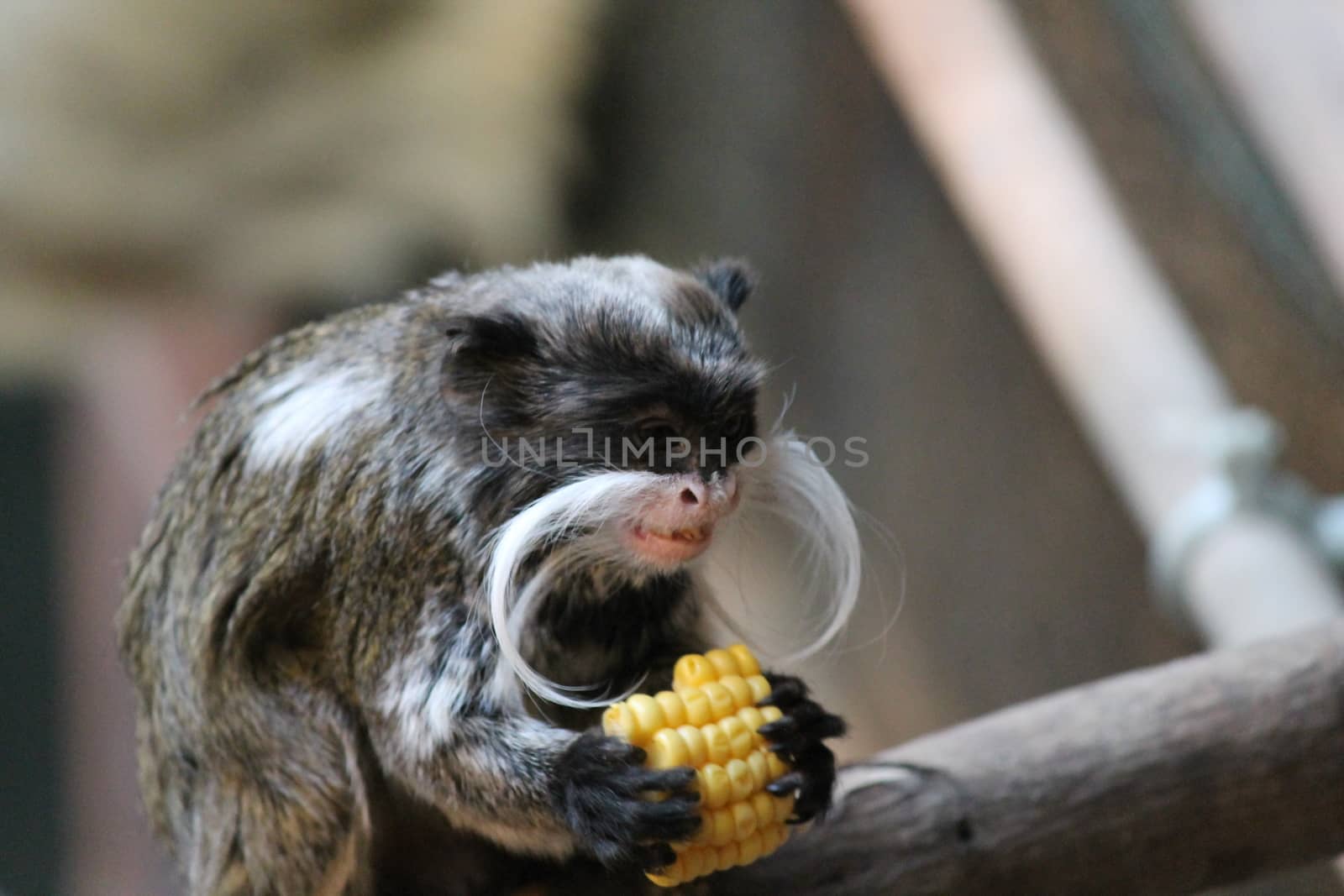 Emperor Tamarin monkey on branch mustache 