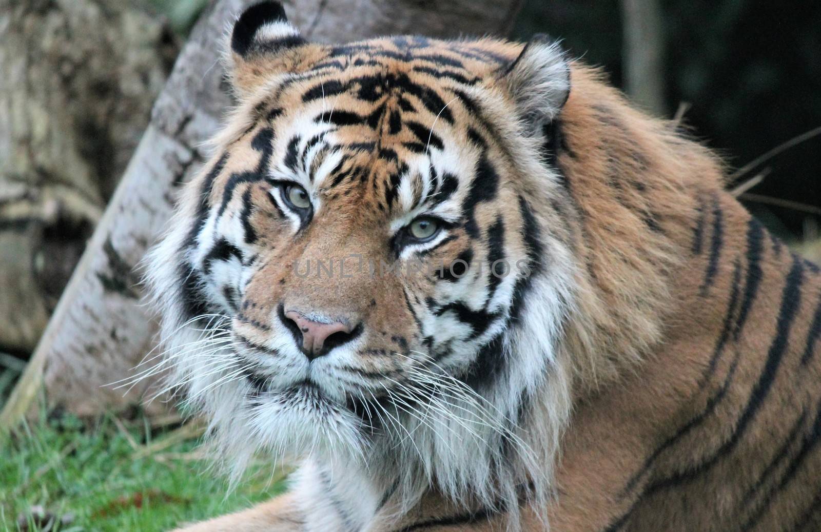 Sumatran Tiger rare and endagered by cheekylorns