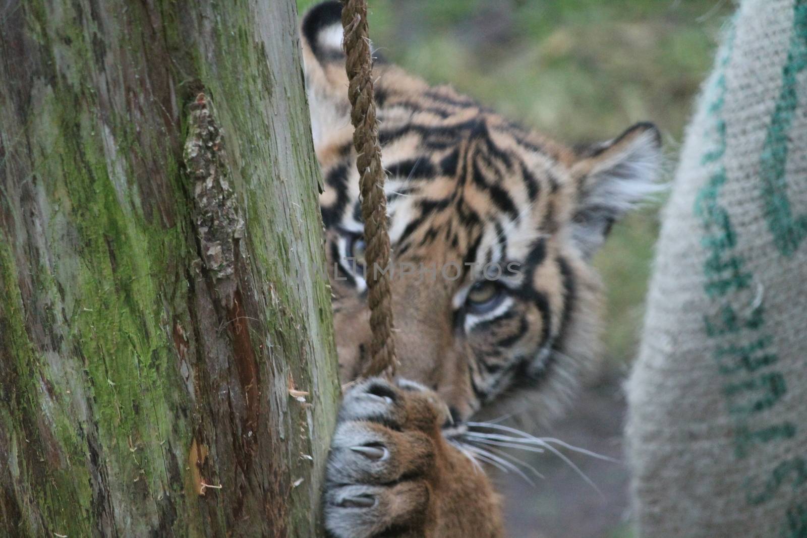 Sumatran Tiger rare and endagered by cheekylorns