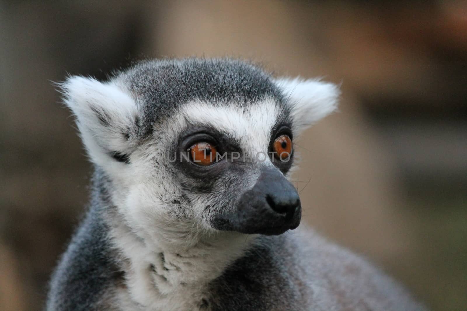 Ring-tailed Lemur monkey with orange eyes in a zoo by cheekylorns