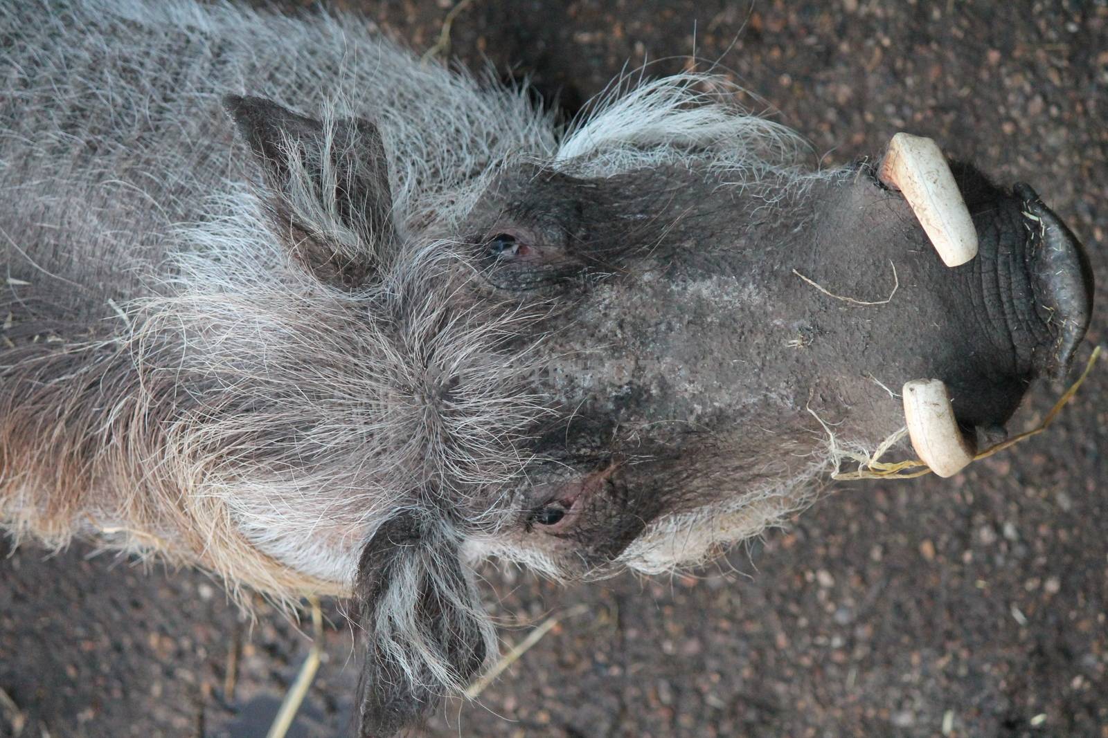 warthog from Africa with pair curved tusks