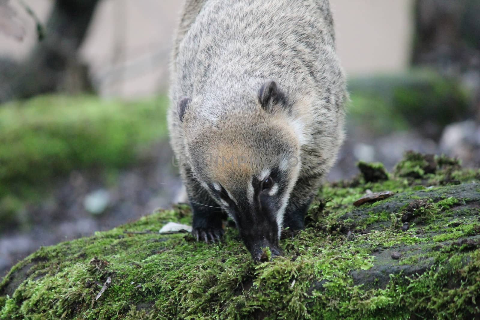 Ring-tailed coati (nasua Nasua) by cheekylorns