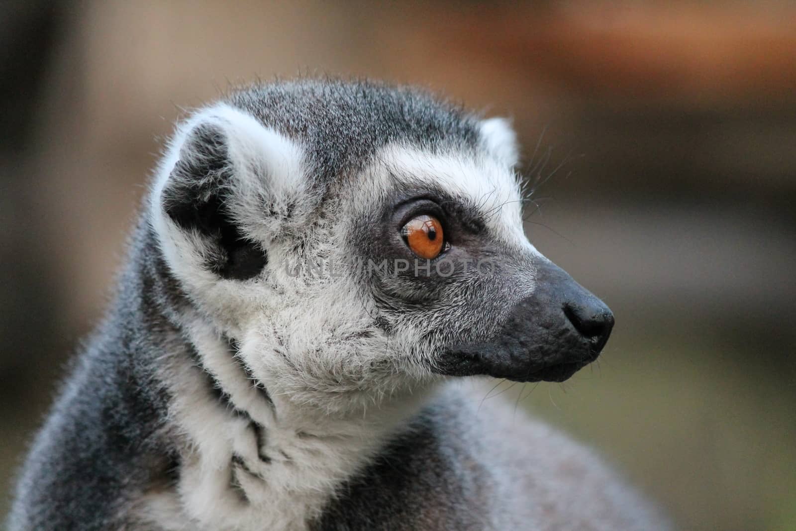 Ring-tailed Lemur monkey with orange eyes in a zoo by cheekylorns