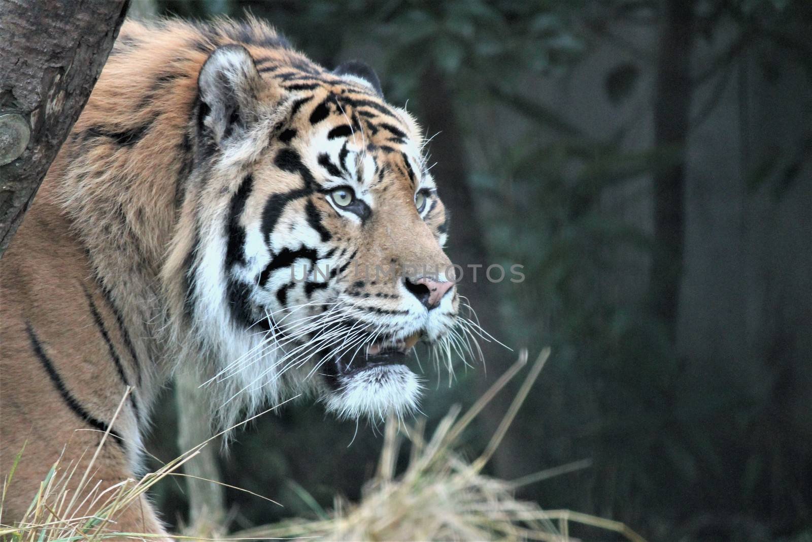 Sumatran Tiger rare and endagered tiger