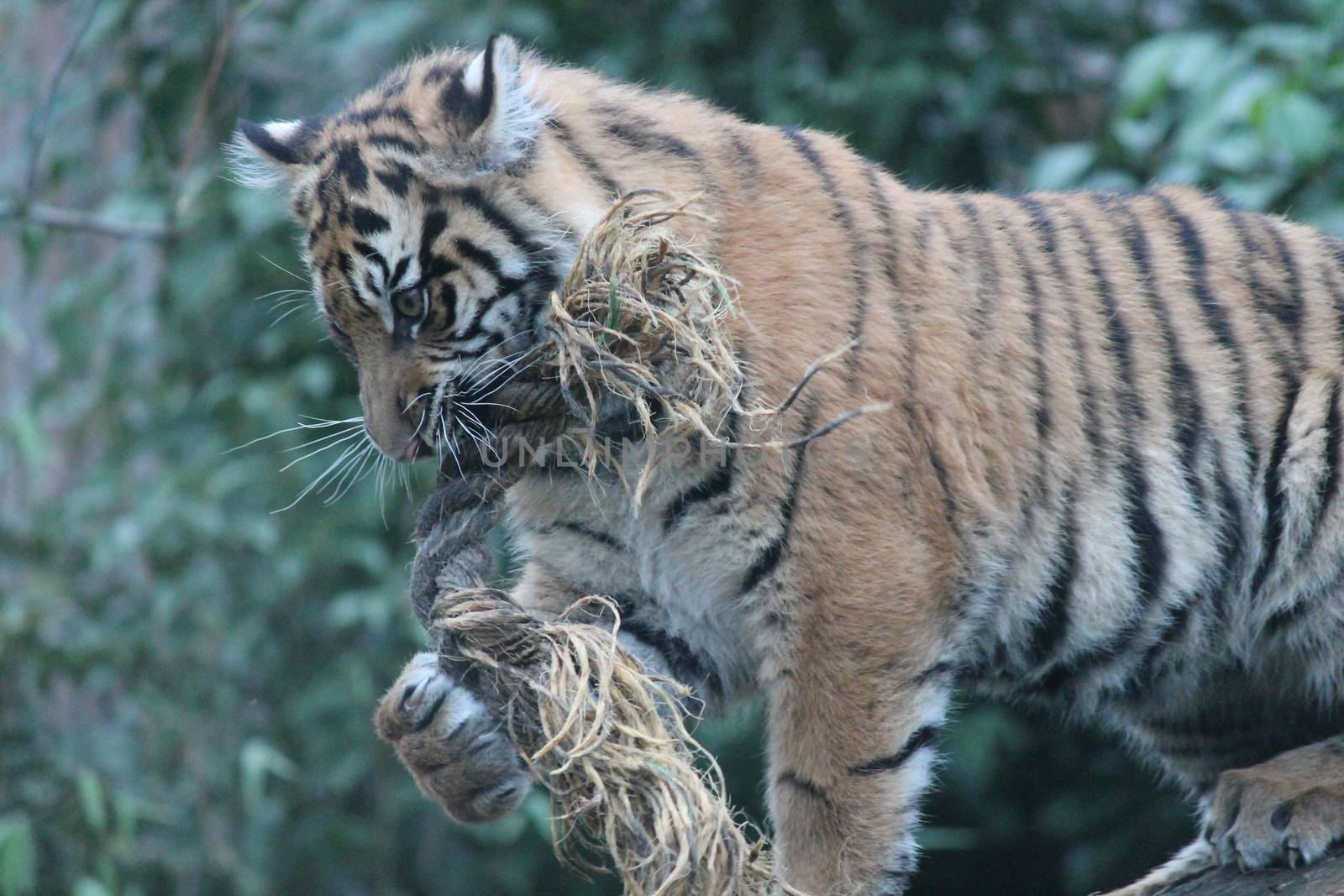 Sumatran Tiger rare and endagered tiger