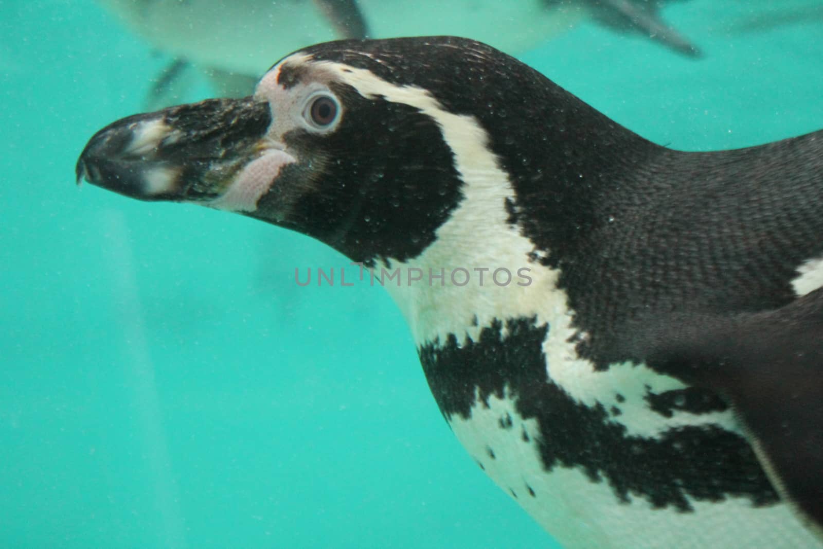 humbolt penguin swimming (Spheniscus humboldti) by cheekylorns