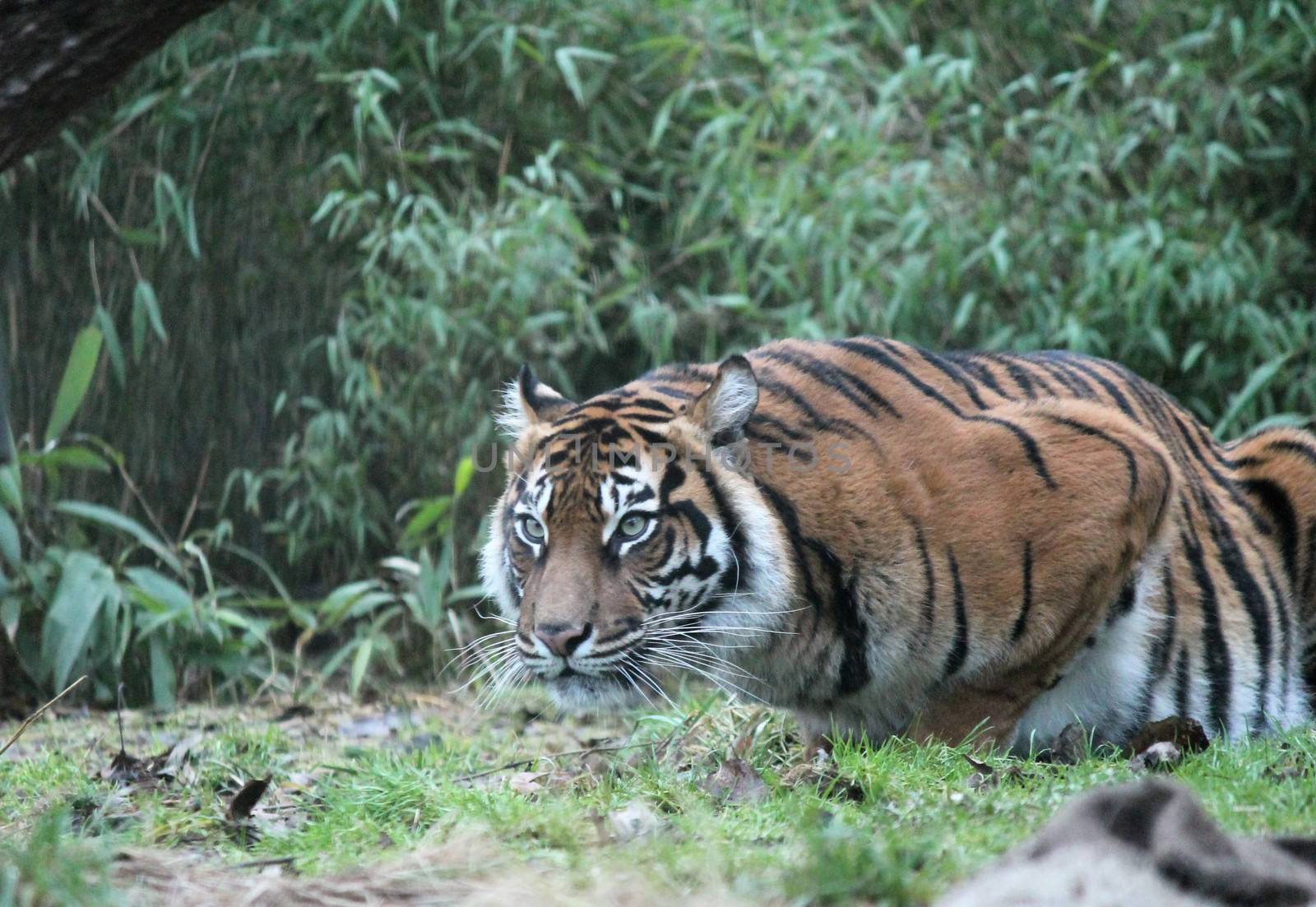 Sumatran Tiger rare and endagered by cheekylorns