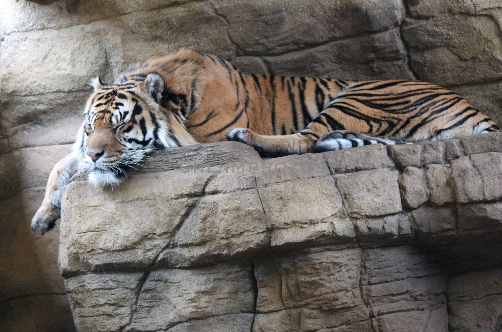 Sumatran Tiger rare and endagered by cheekylorns