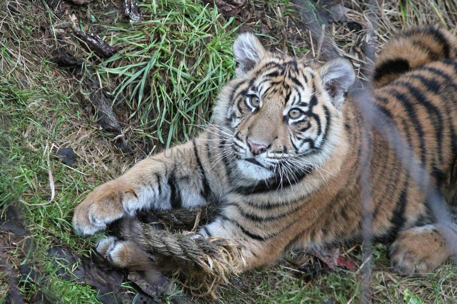 Sumatran Tiger cub rare and endagered by cheekylorns