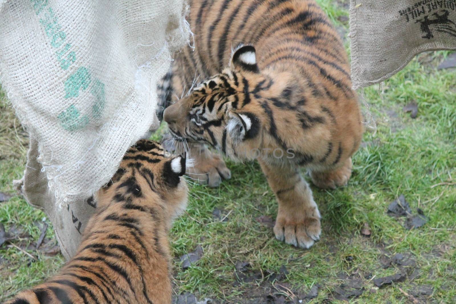 Sumatran Tiger rare and endagered tiger