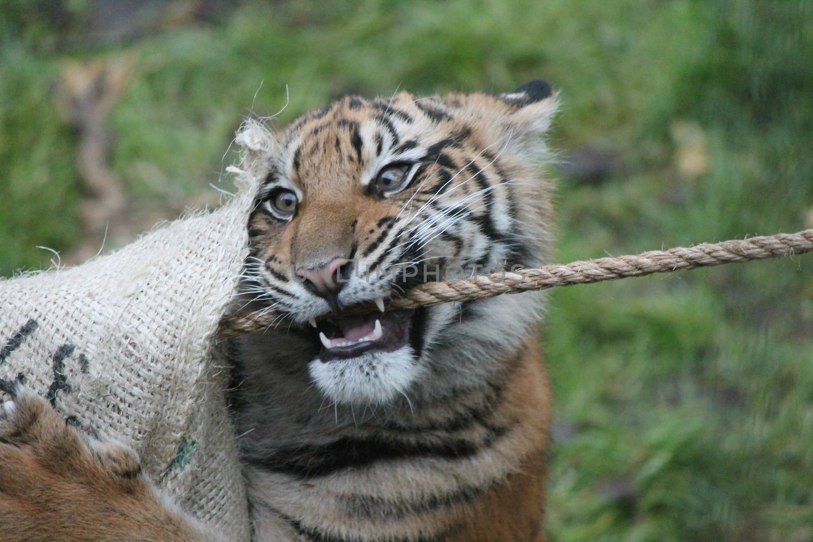 Sumatran Tiger rare and endagered by cheekylorns