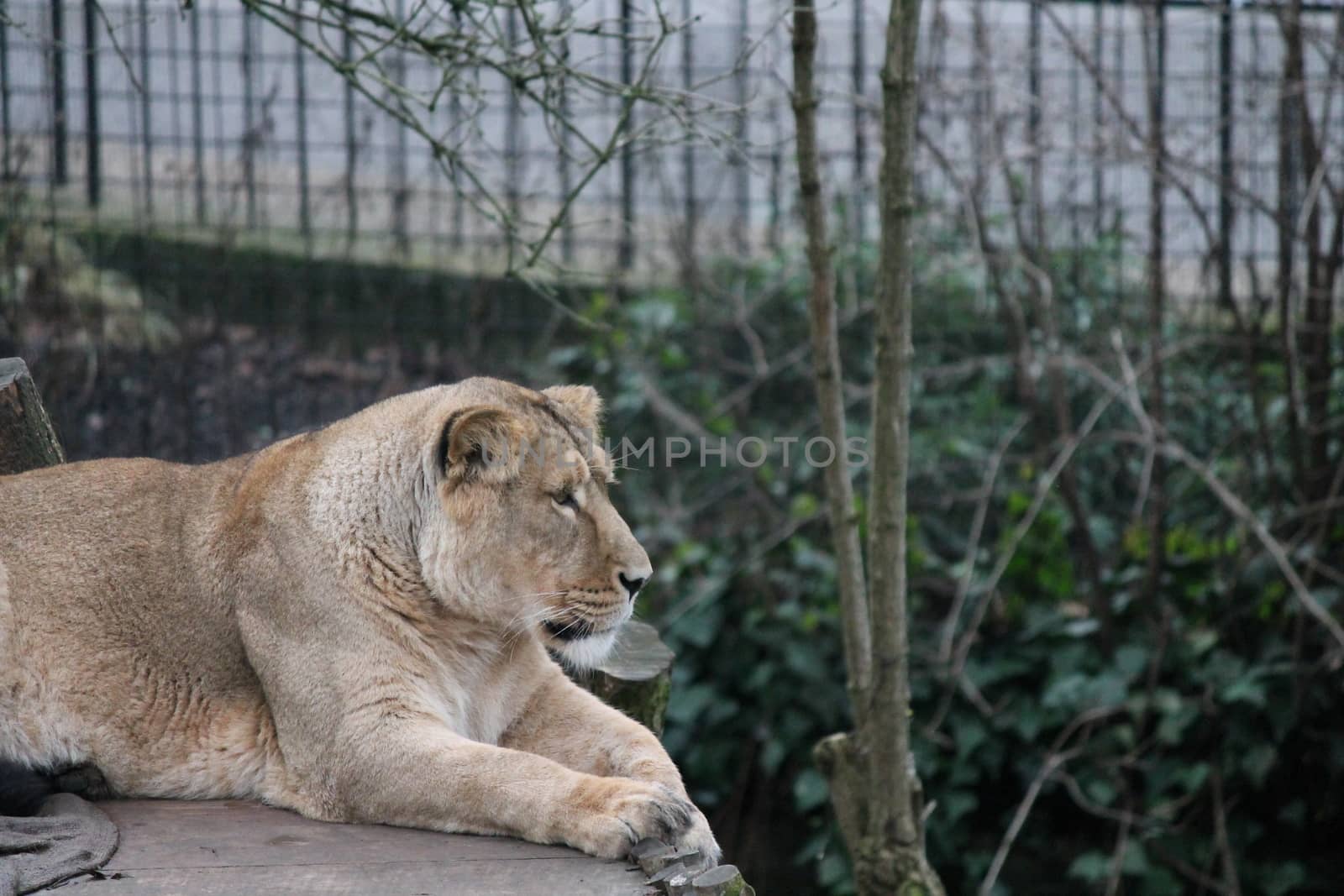 Asiatic lion close up rare and endagered golden