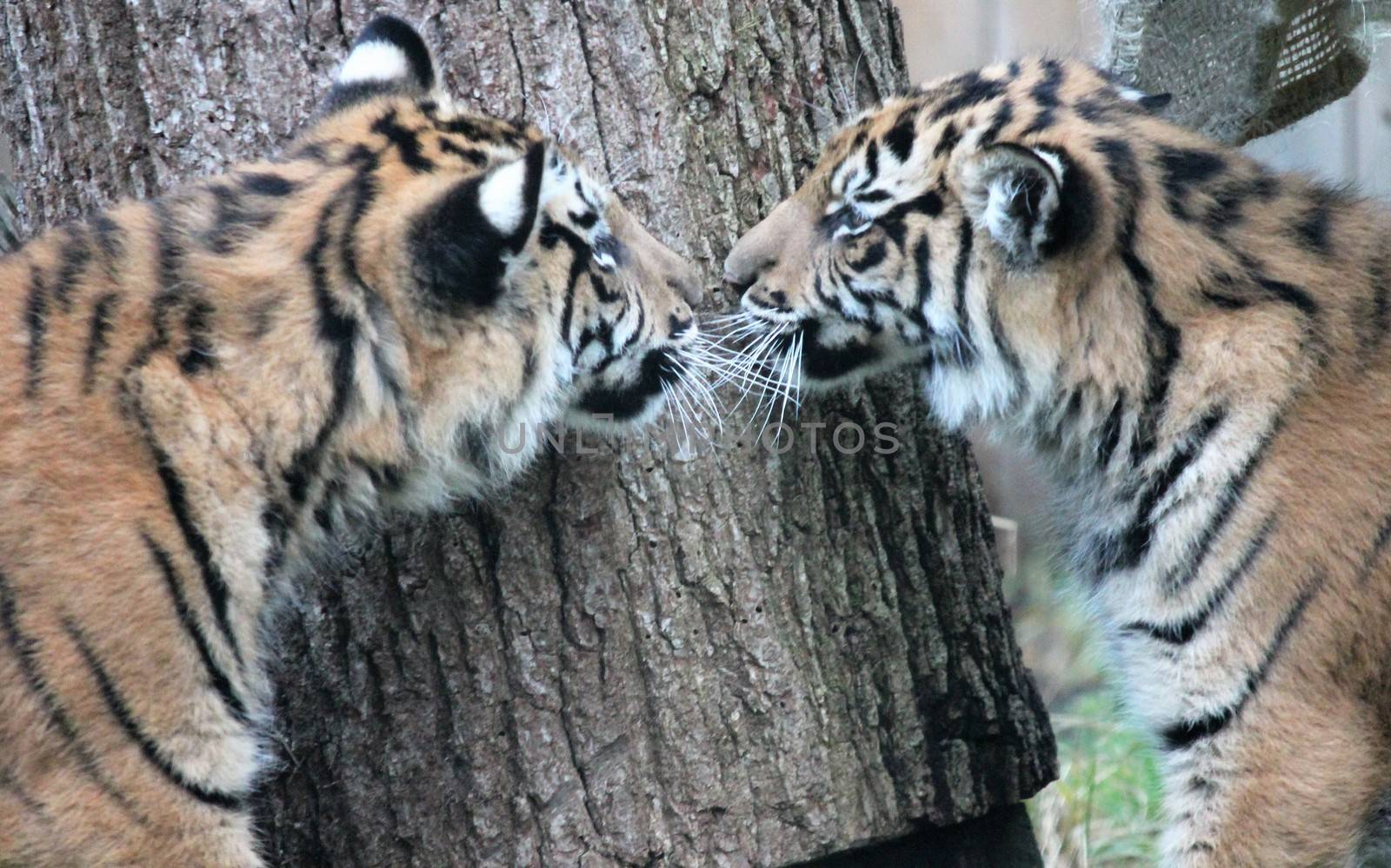 cubs Sumatran Tiger rare and endagered by cheekylorns