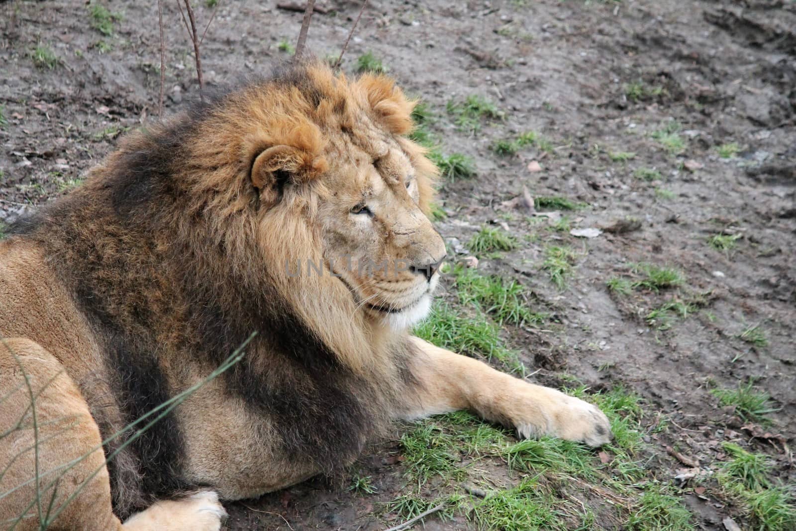 Asiatic lion close up rare and endagered  by cheekylorns