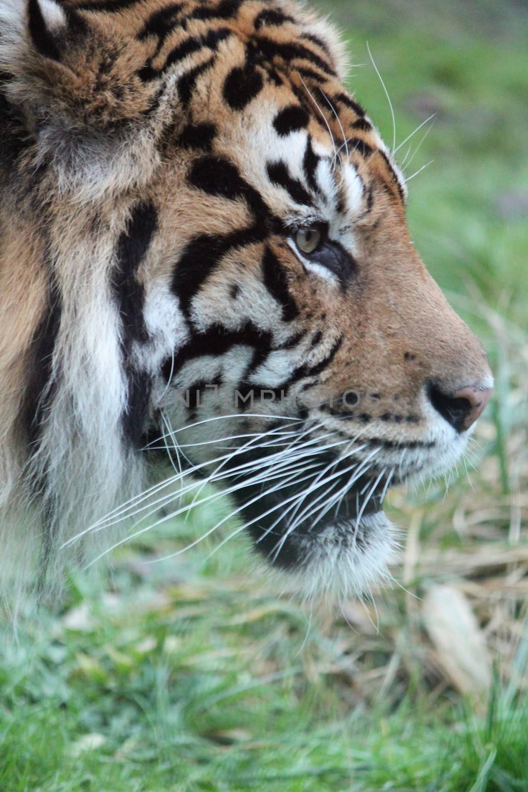 Sumatran Tiger rare and endagered tiger