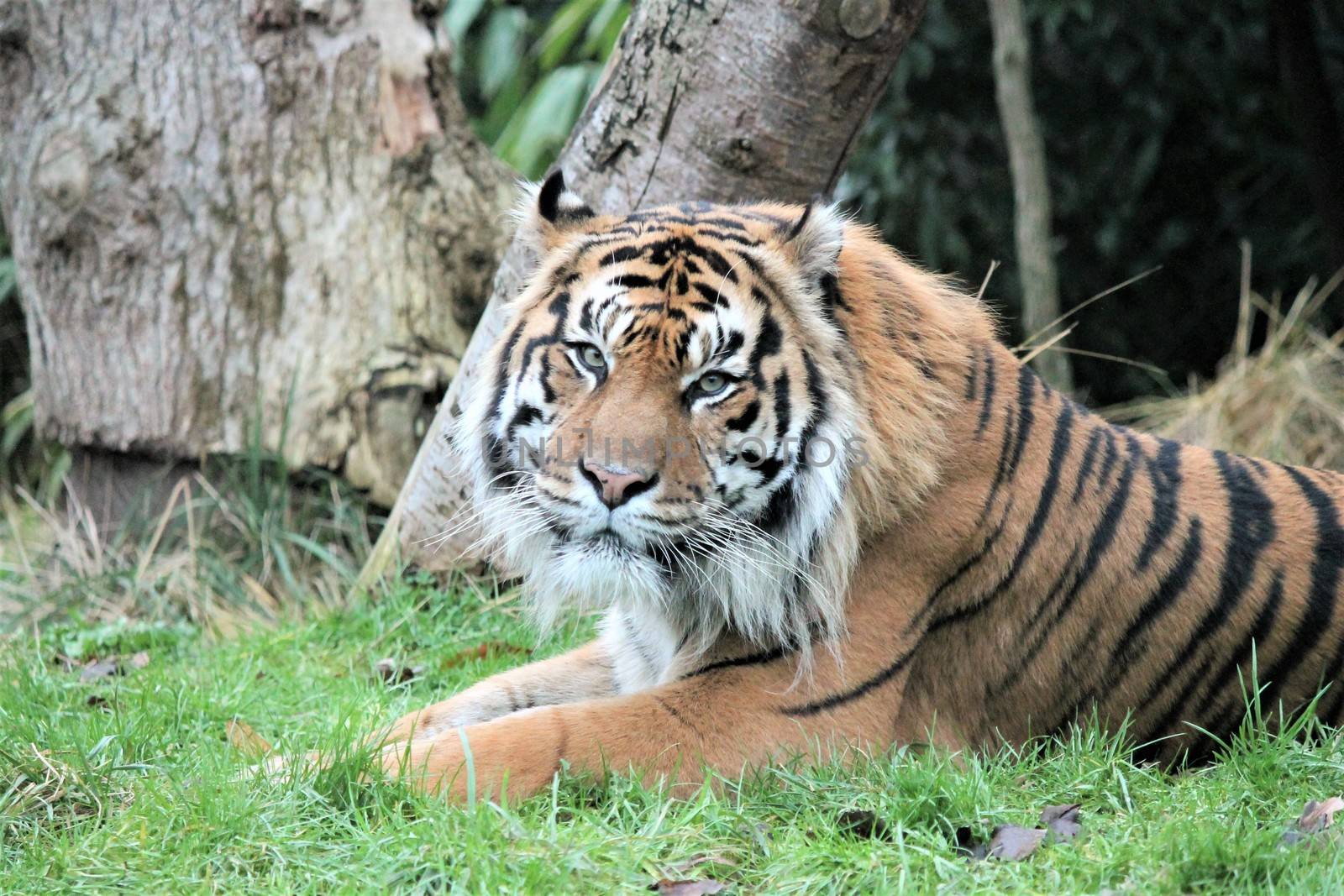 Sumatran Tiger rare and endagered tiger