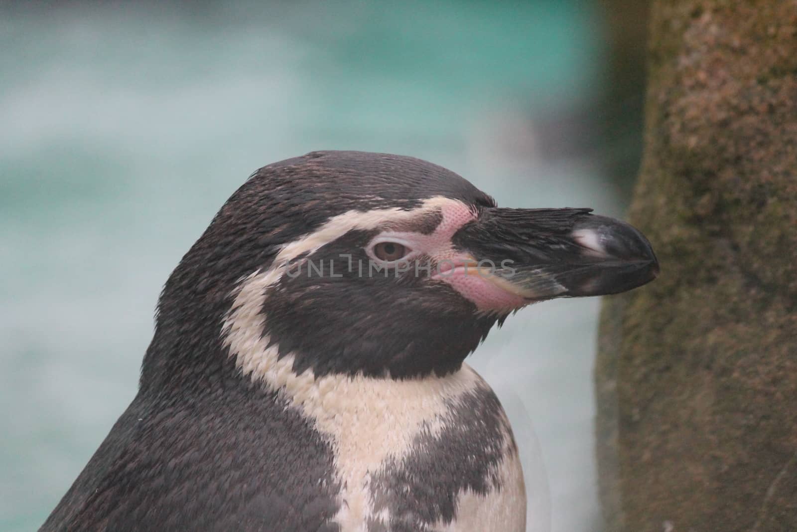 Humboldt Penguin (Spheniscus humboldti) swims