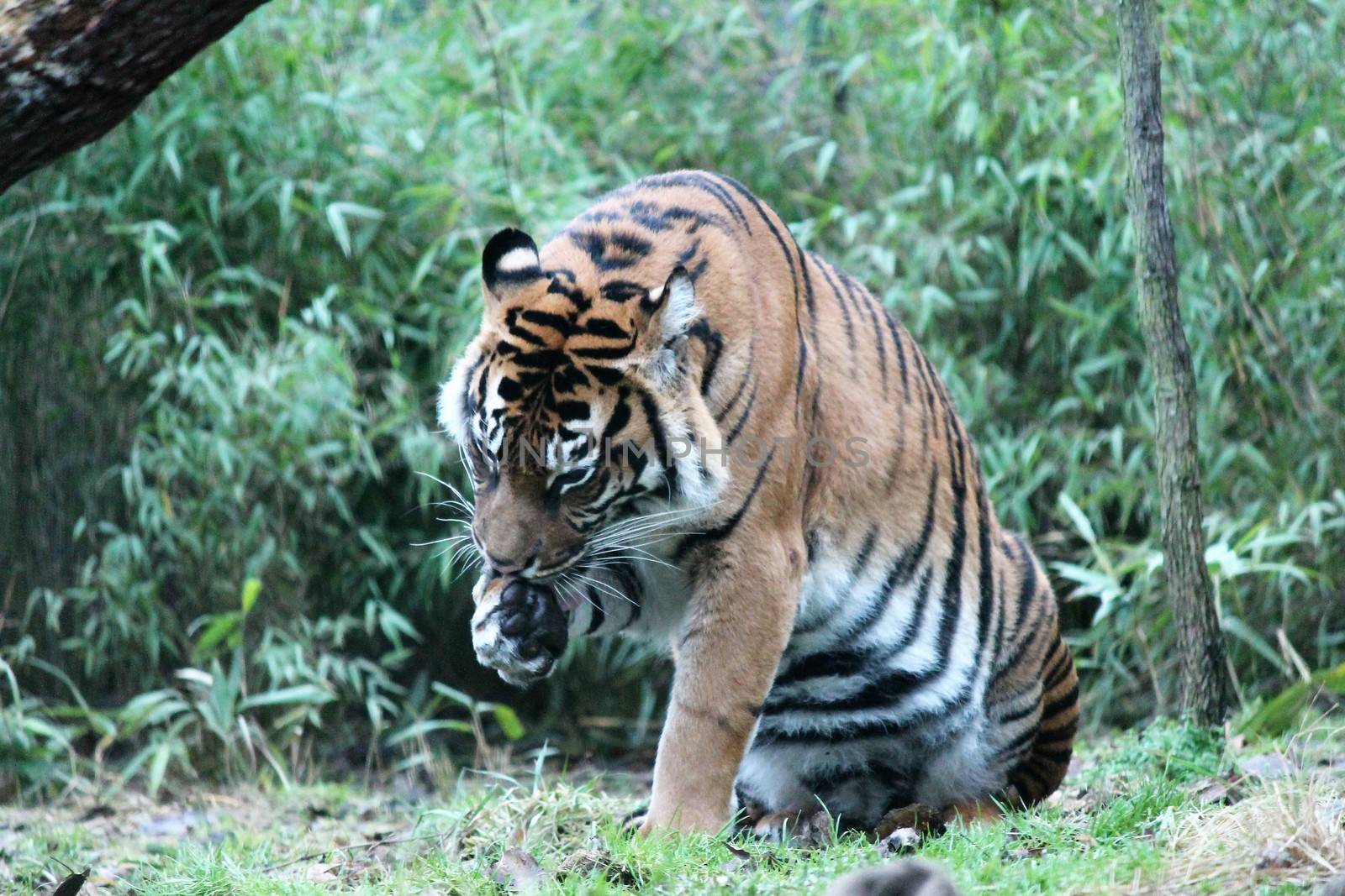 Sumatran Tiger rare and endagered lick paw by cheekylorns