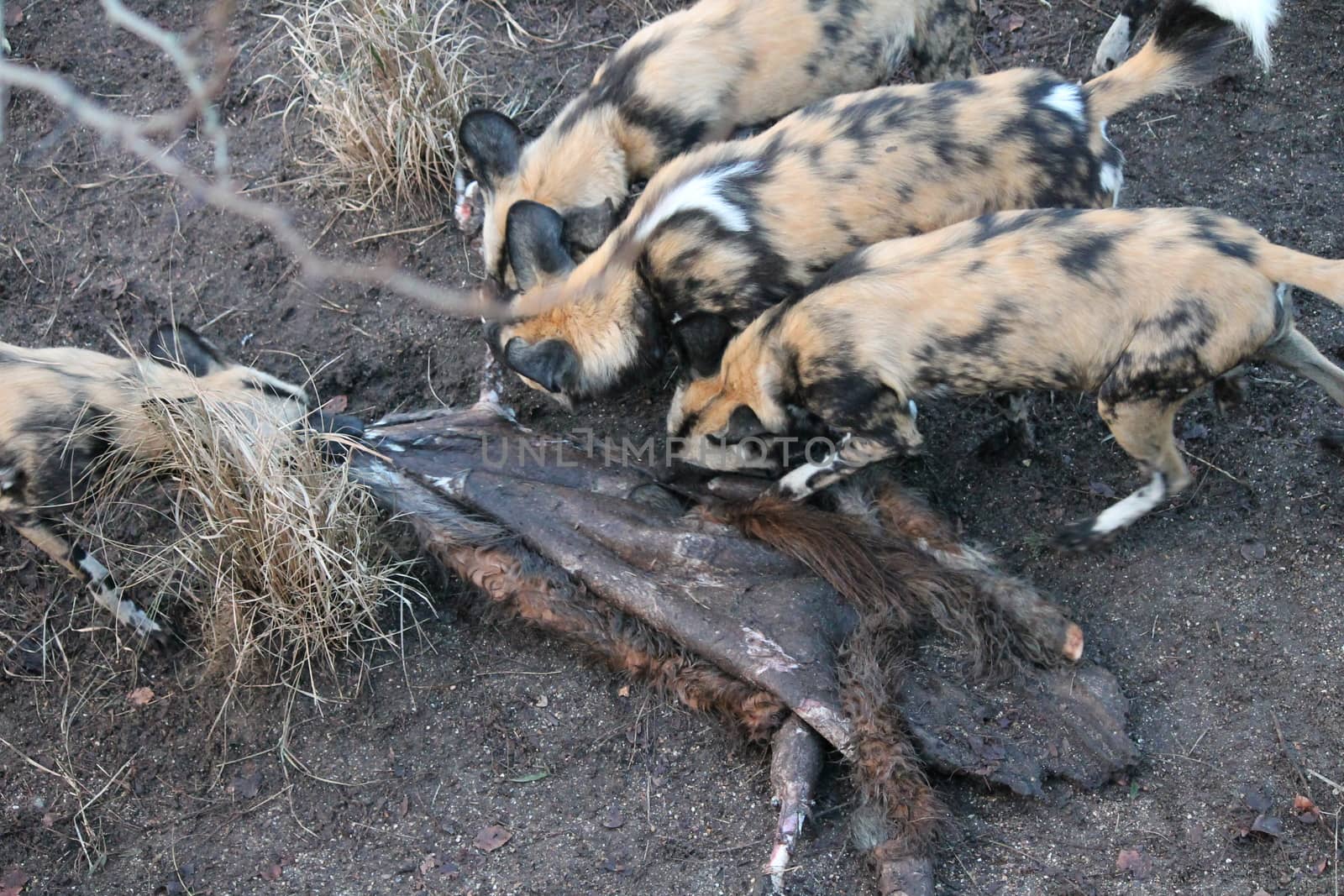 African hunting dog pack eating horse carcas  by cheekylorns