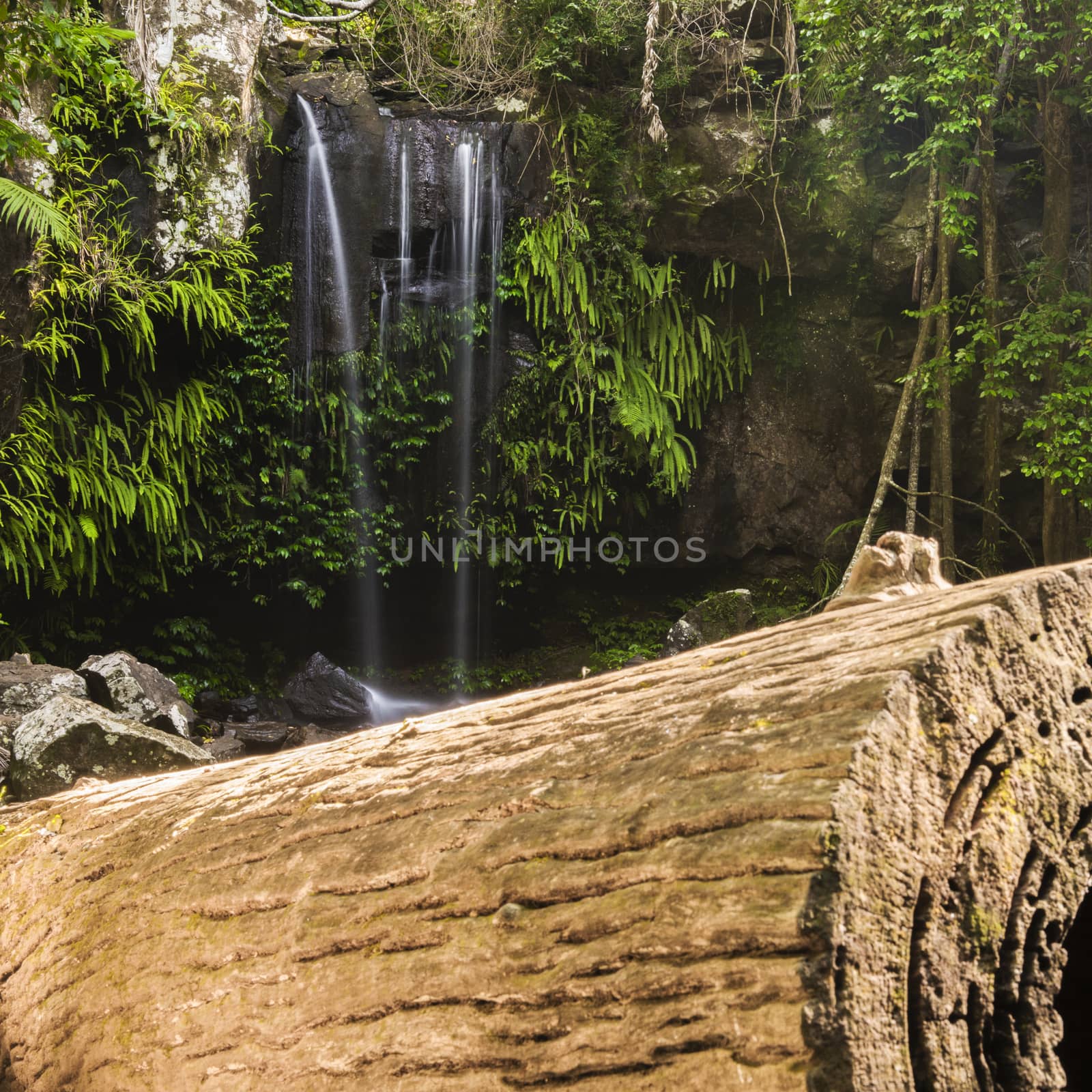 Curtis Falls waterfall in Mount Tambourine, the waterfall is located in the gold coast hinterlands, Queensland.