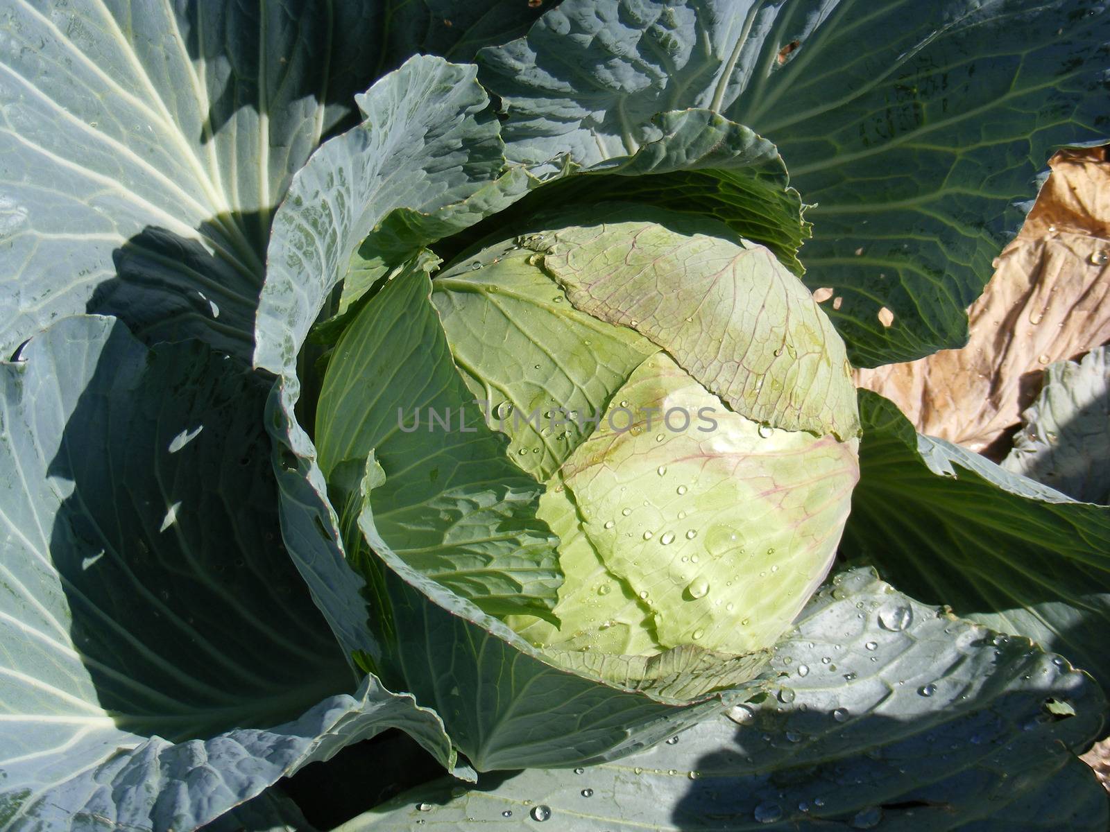 Sprouted cabbage
