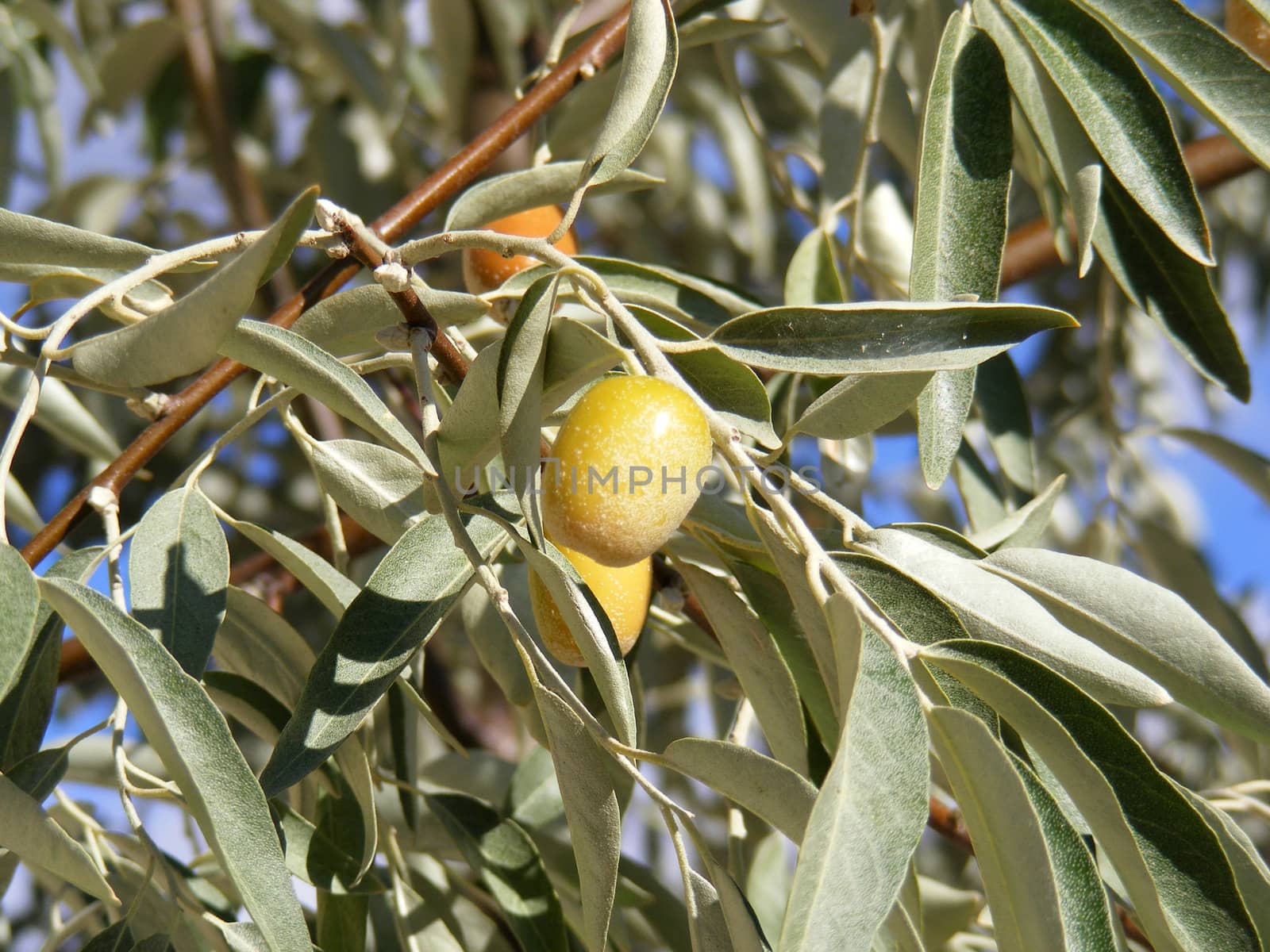 Silverberry-Elaeagnus Commutata