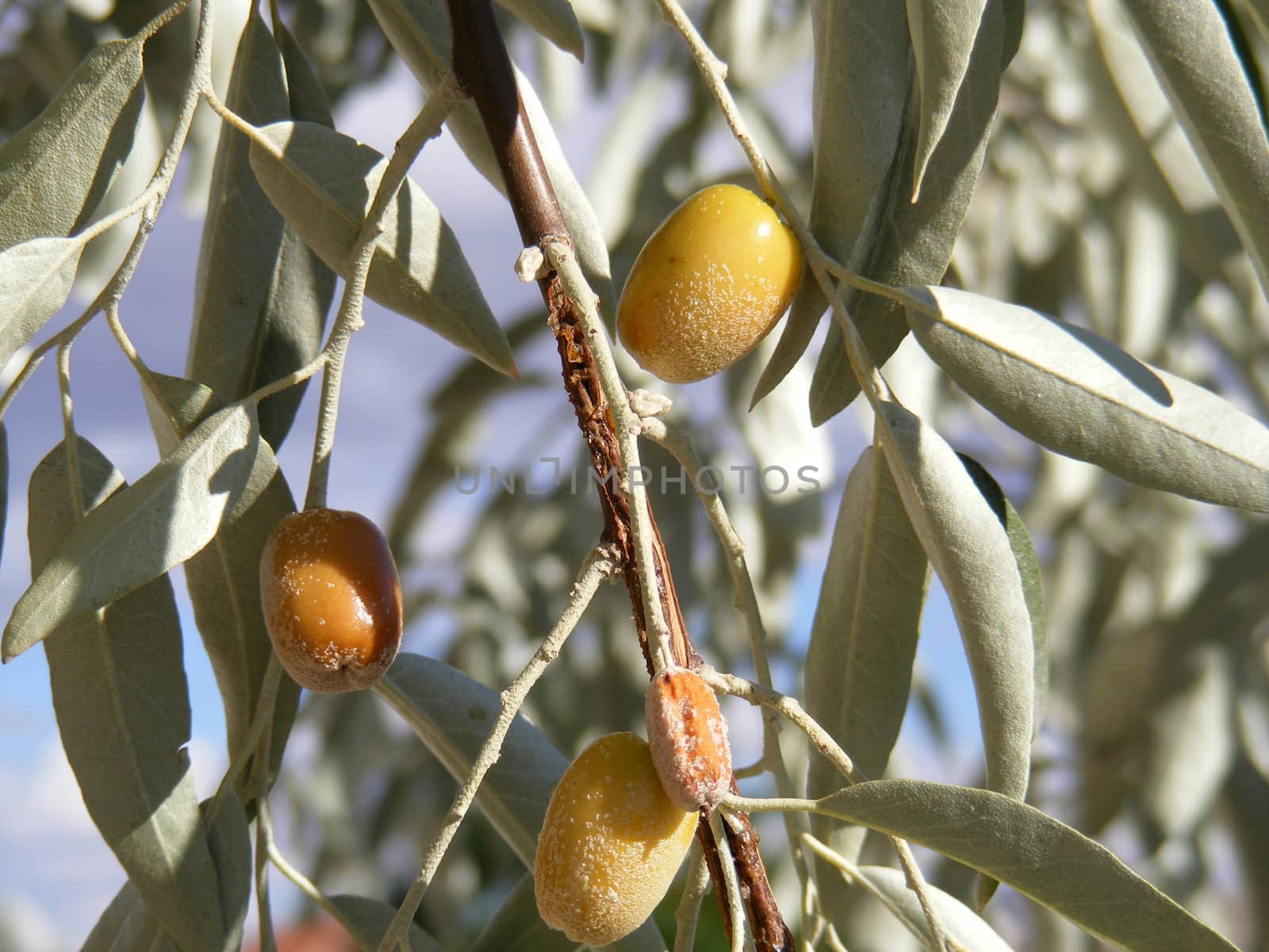 Silverberry-Elaeagnus Commutata by nhatipoglu