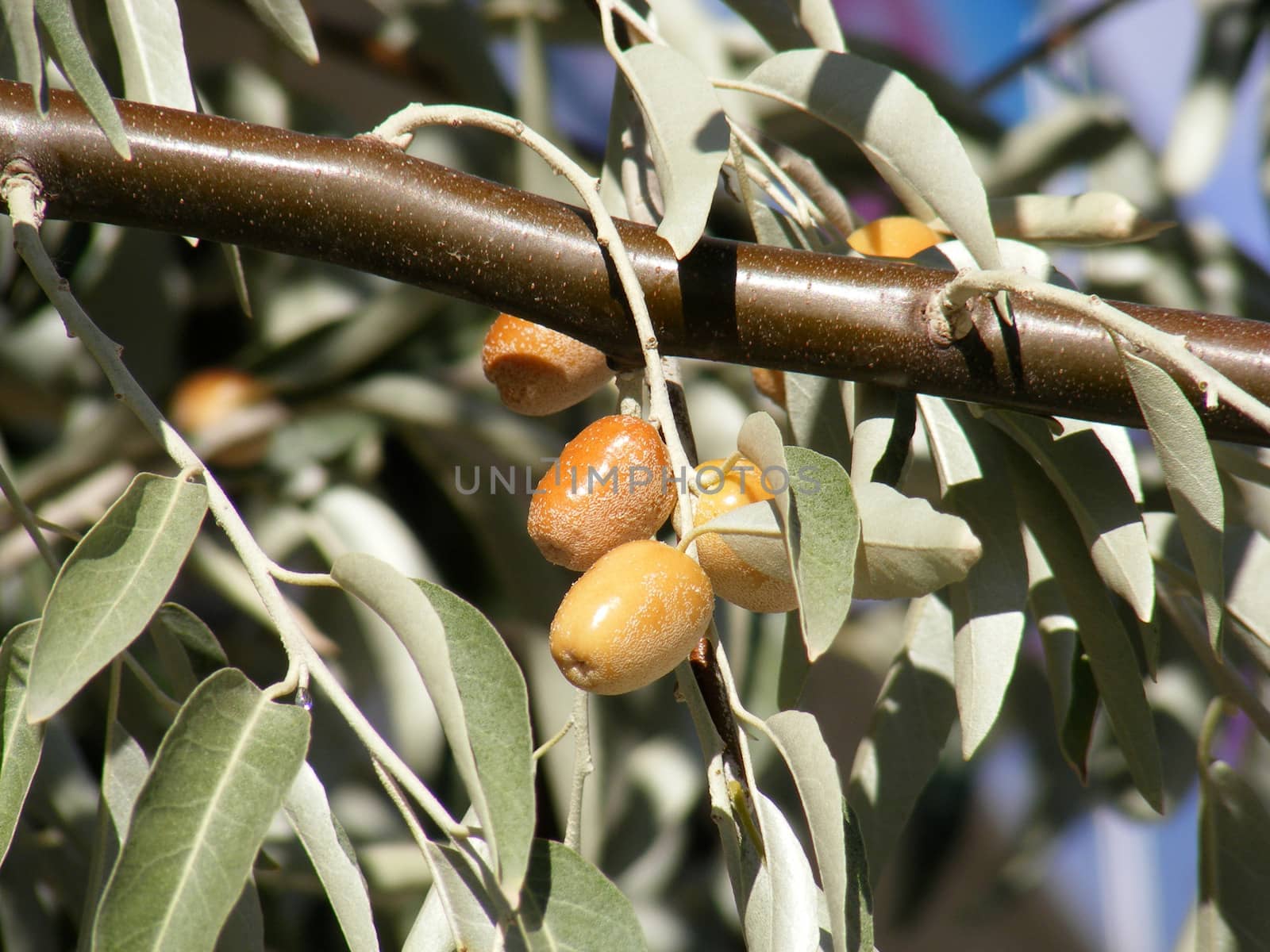 Silverberry-Elaeagnus Commutata