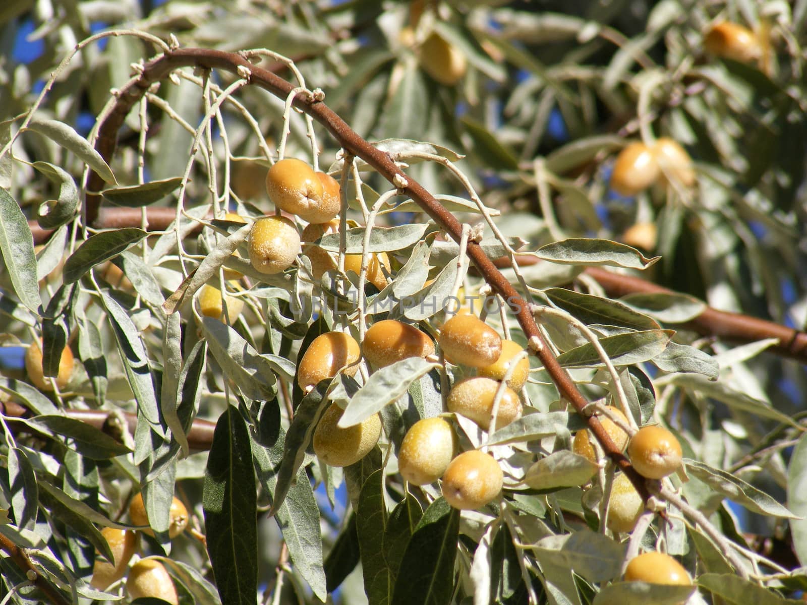 Silverberry-Elaeagnus Commutata by nhatipoglu