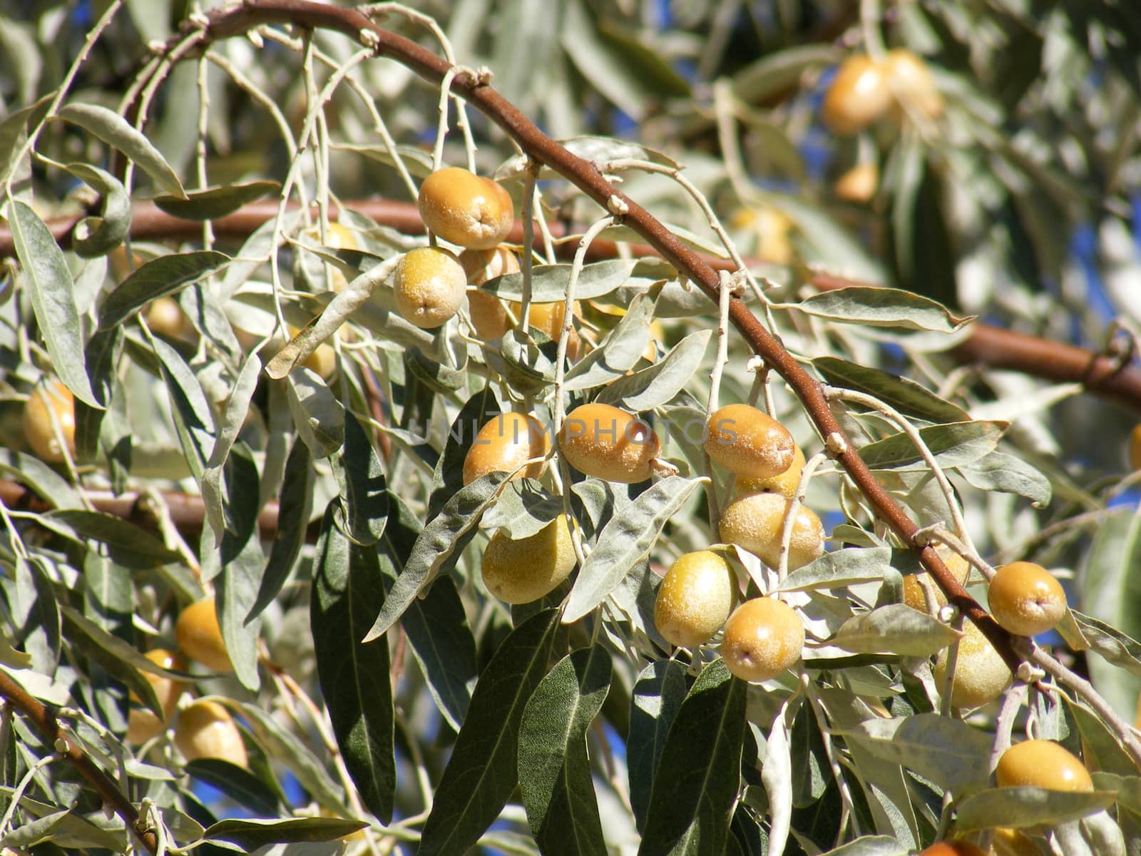 Silverberry-Elaeagnus Commutata by nhatipoglu