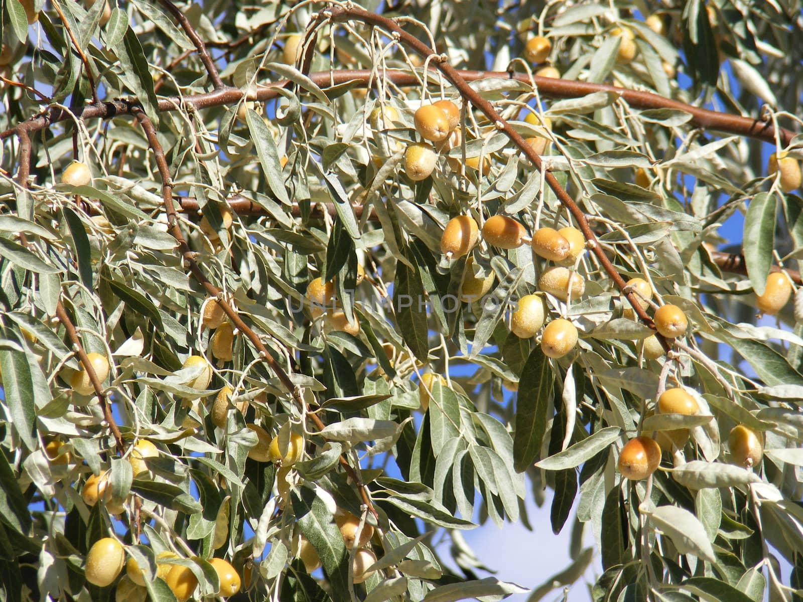 Silverberry-Elaeagnus Commutata by nhatipoglu