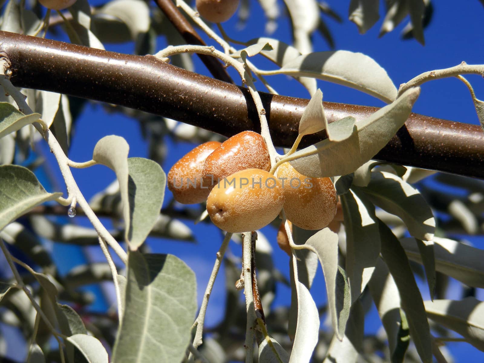 Silverberry-Elaeagnus Commutata