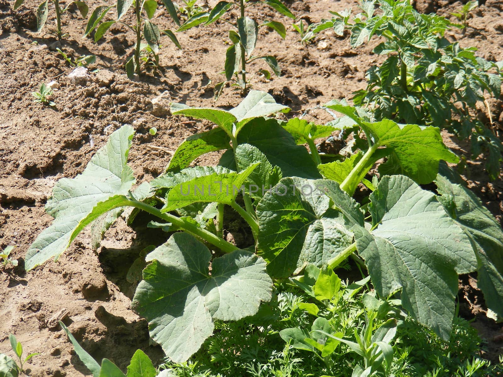 Pumpkin plant root, in the garden