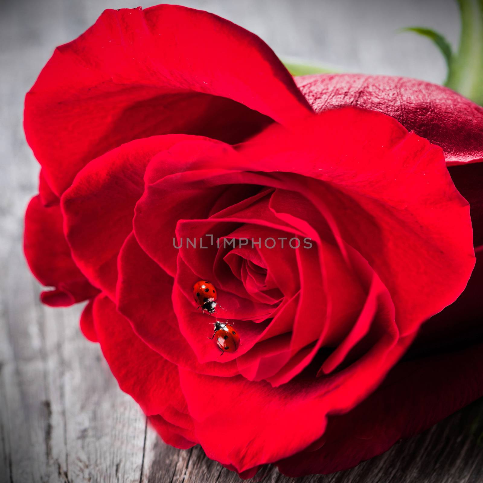 Heart shaped rose and two ladybugs on wooden background