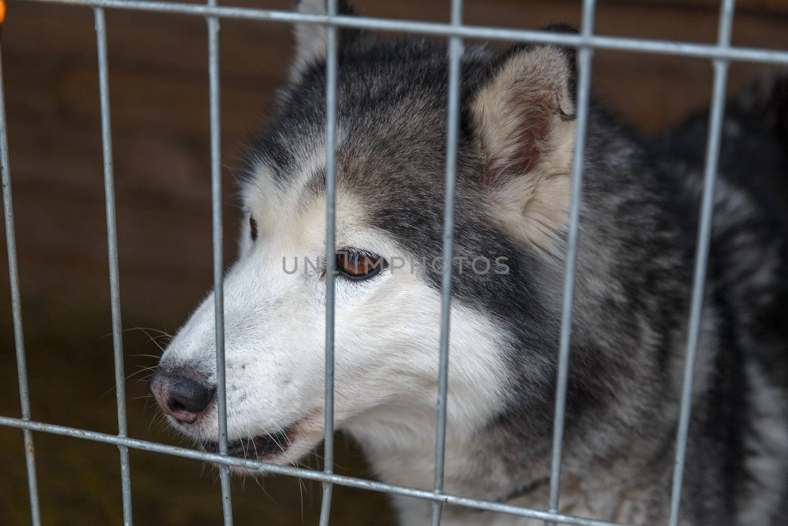 Sad Siberian Husky in a cage