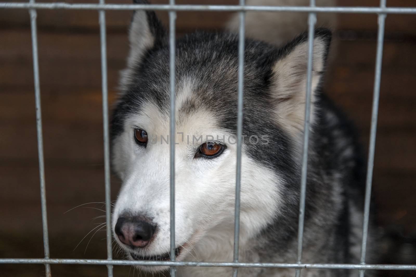 Sad Siberian Husky in a cage