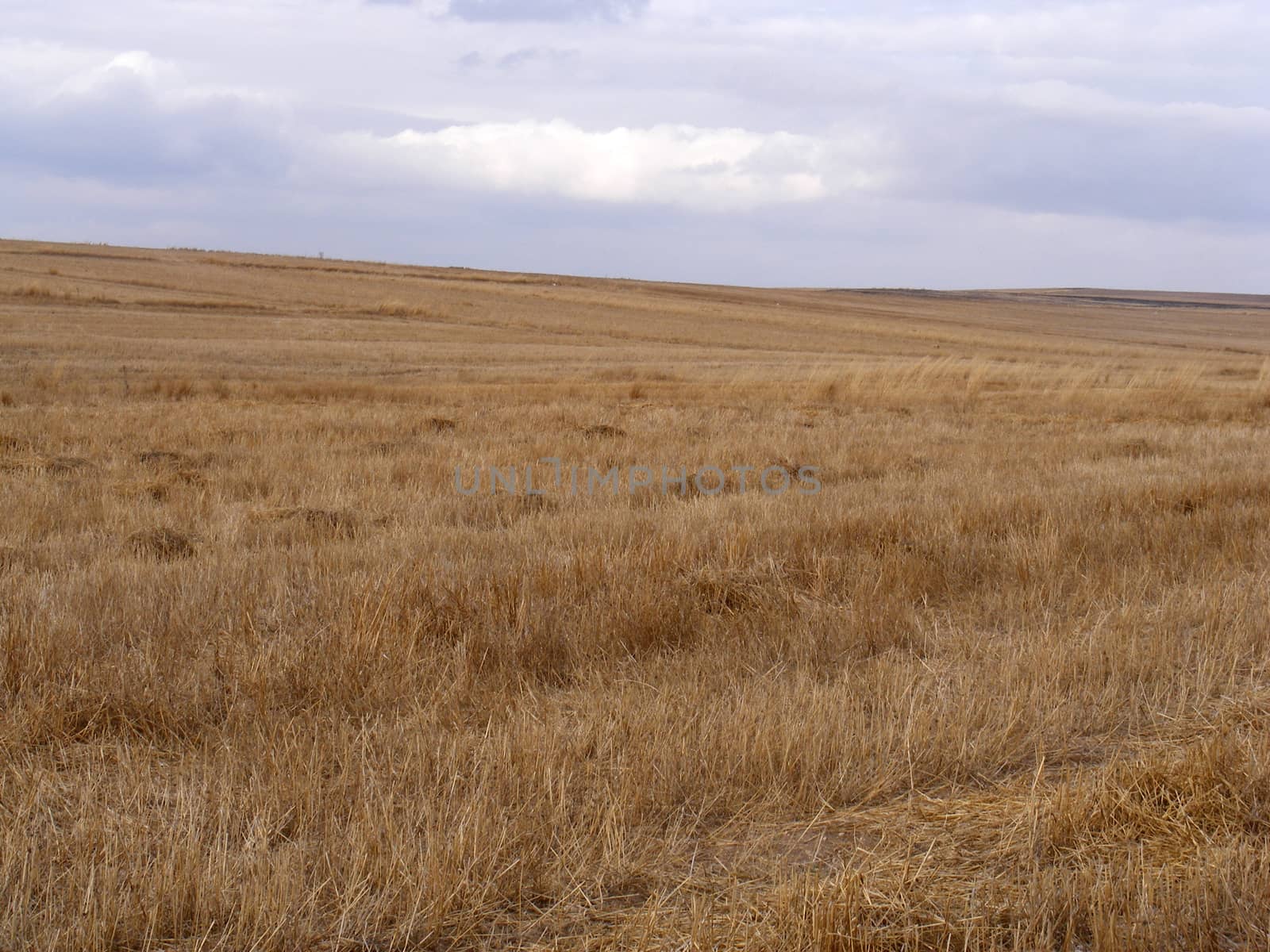 Remaining stalk and stalks after wheat harvest