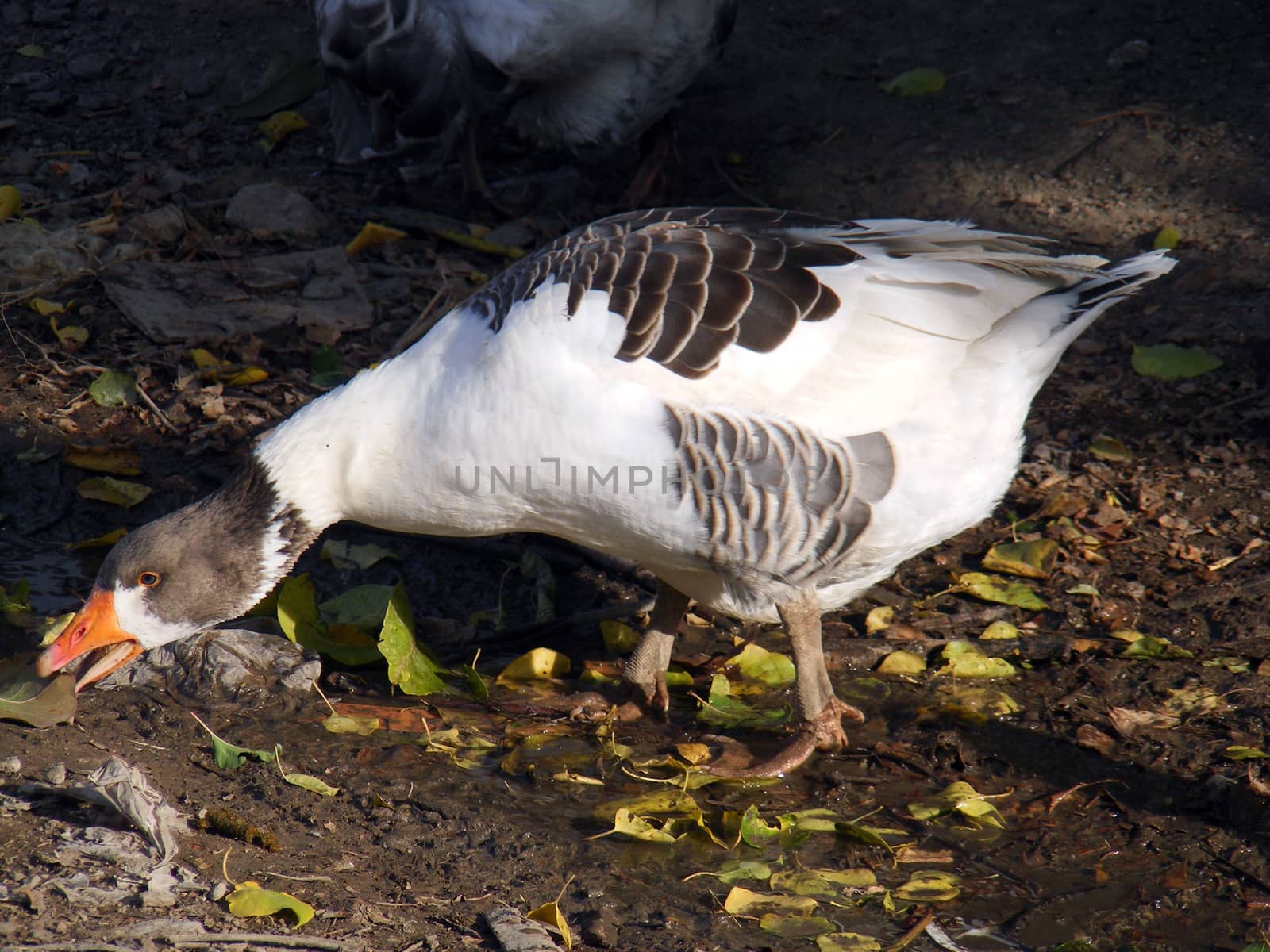 Goose pictures by nhatipoglu