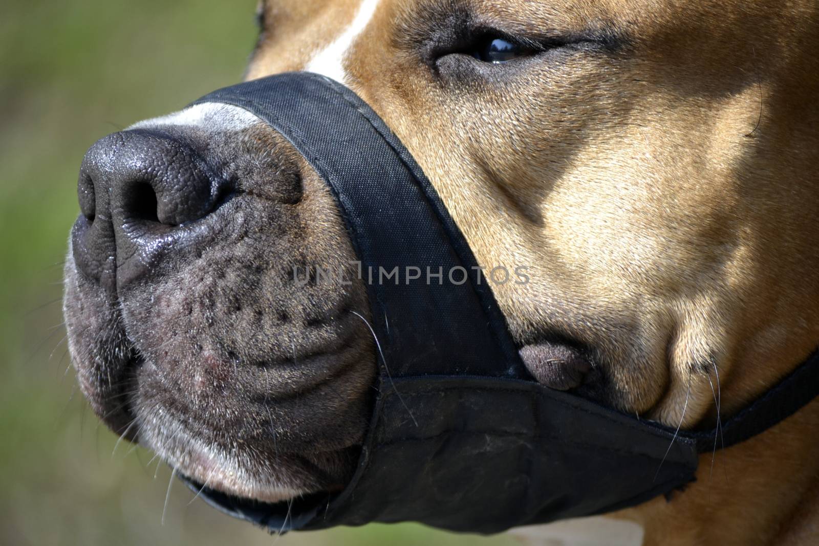 Close up of a dog muzzled
