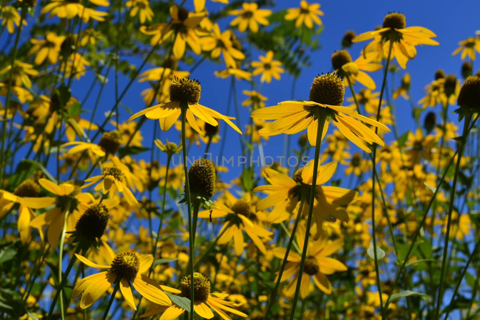 Yellow flowers in summer meadow background