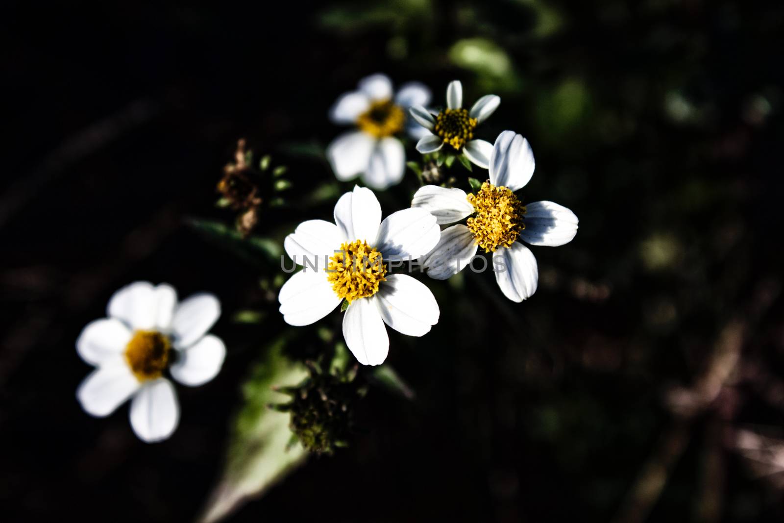 Group of white flowers, focus on foreground, with black background