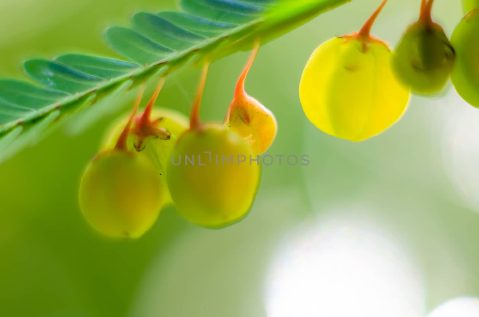 abstract petal dark  green background by metal22