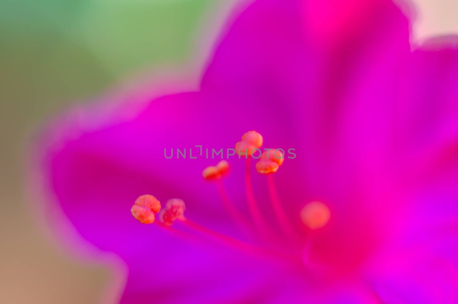 abstract petal  pink background by metal22