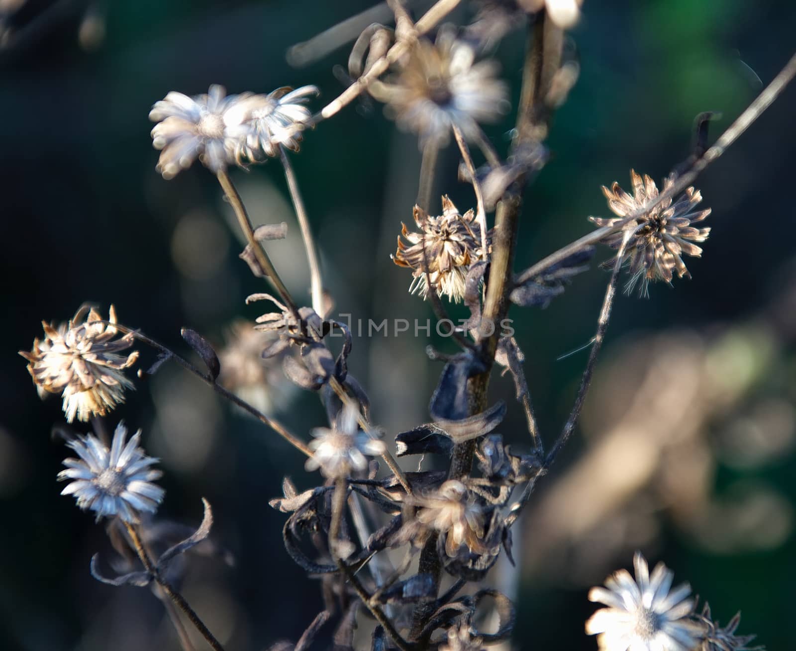 Dried Flowers by MARphoto